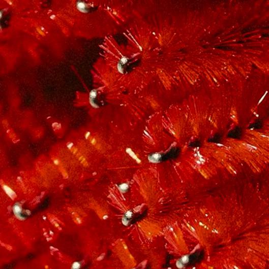 Lash Fill Package 2 Weeks